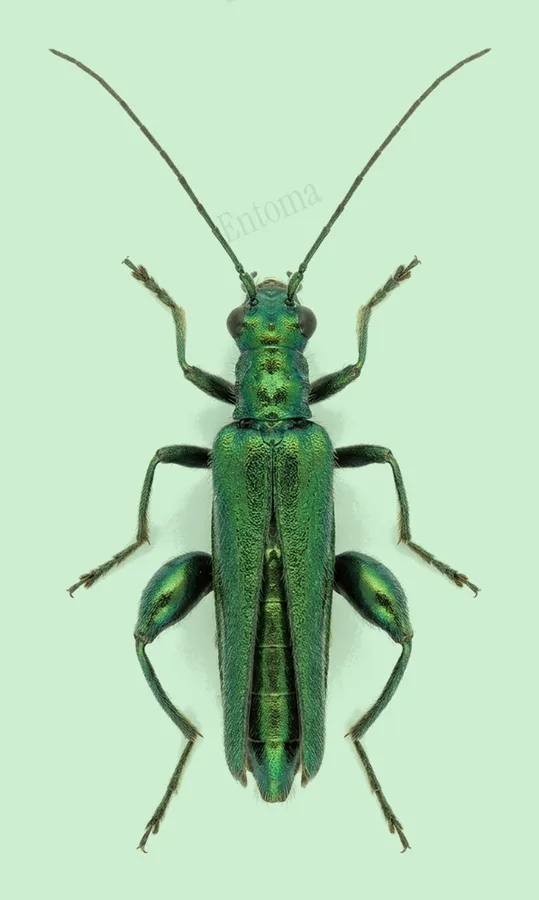 Thick-legged flower beetle, Oedemera nobilis, plate