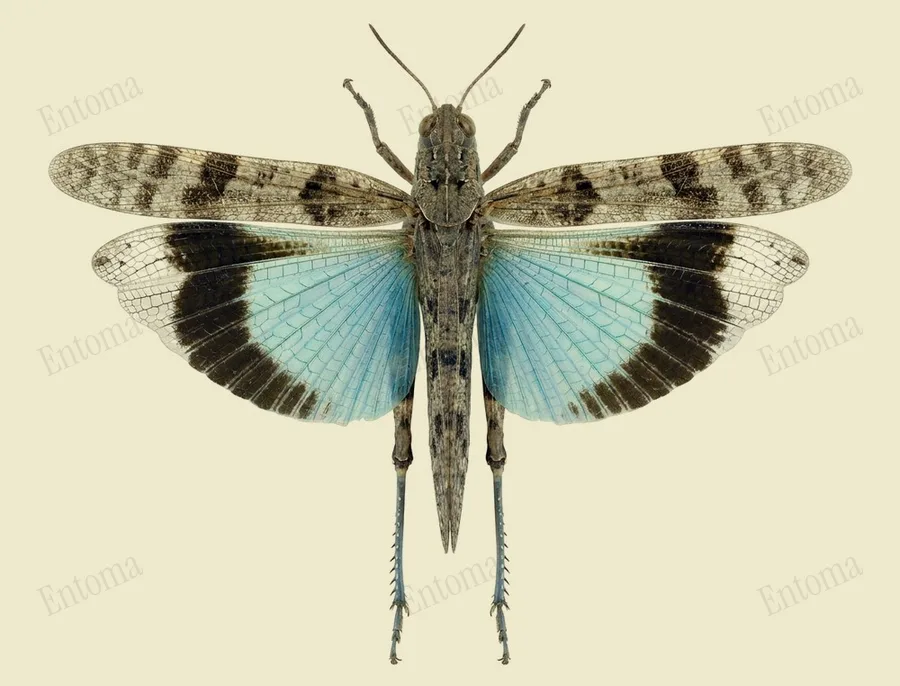 Blue-winged grasshopper, Oedipoda caerulescens, plate