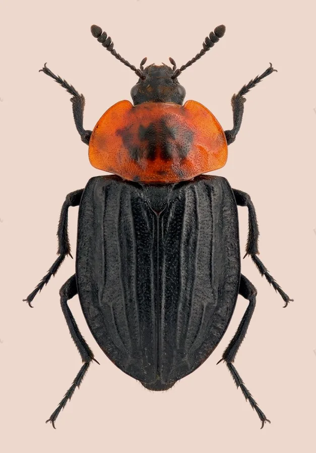 Red-breasted carrion beetle, Oiceoptoma thoracicum, plate
