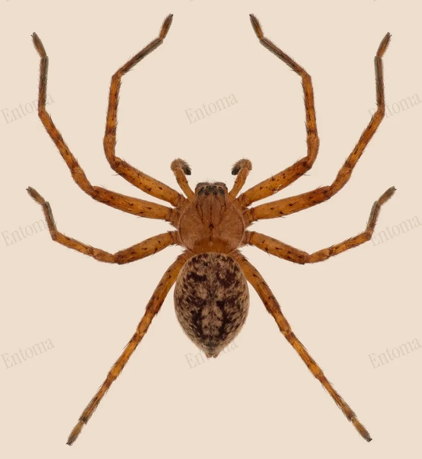 Olios argelasius, Olios argelasius, tavola
