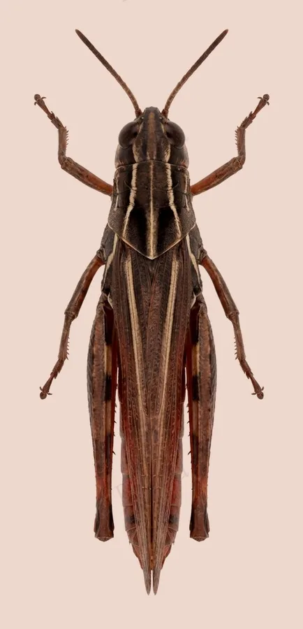 Woodland grasshopper, Omocestus rufipes, plate