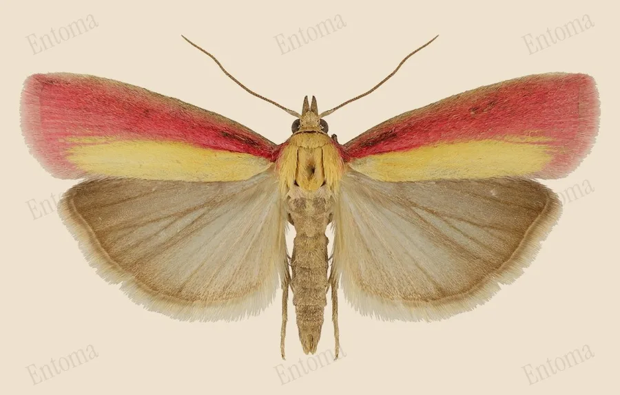 Rosy-striped knot-horn, Oncocera semirubella, plate