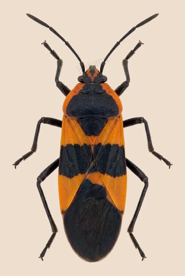 Large milkweed bug, Oncopeltus fasciatus, plate