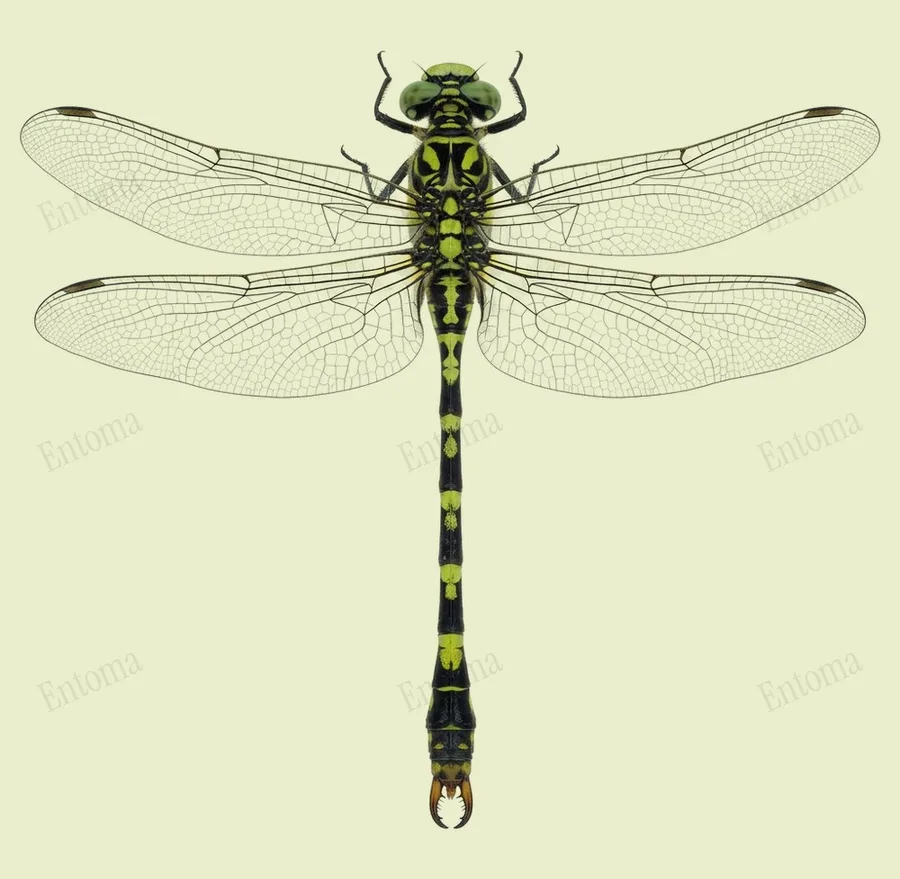 Small pincertail, Onychogomphus forcipatus, plate