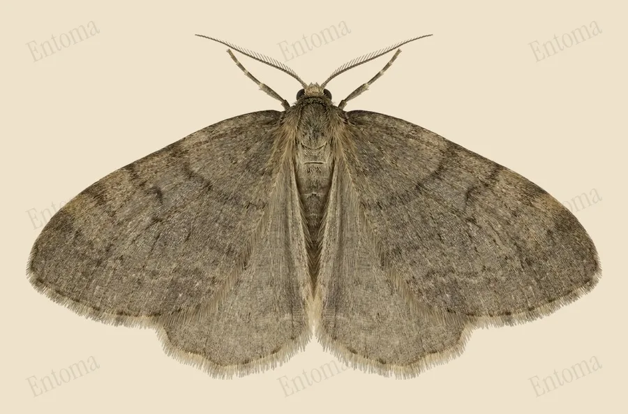 Winter moth, Operophtera brumata, plate