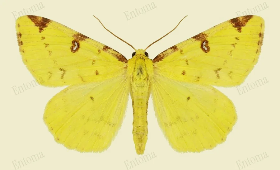 Brimstone moth, Opisthograptis luteolata, plate