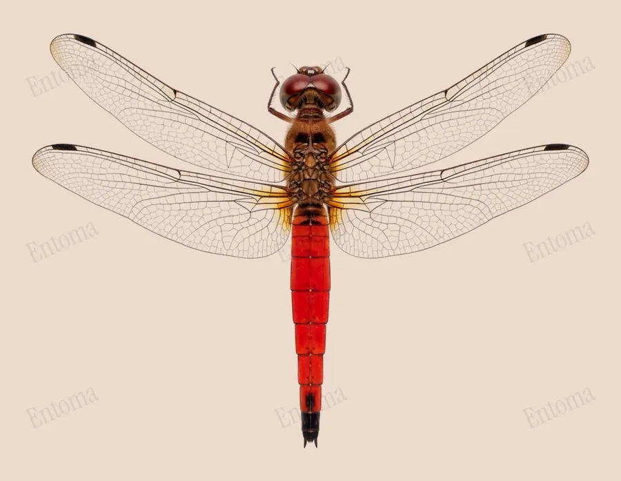 Orchithemis pulcherrima（Orchithemis pulcherrima）の図版