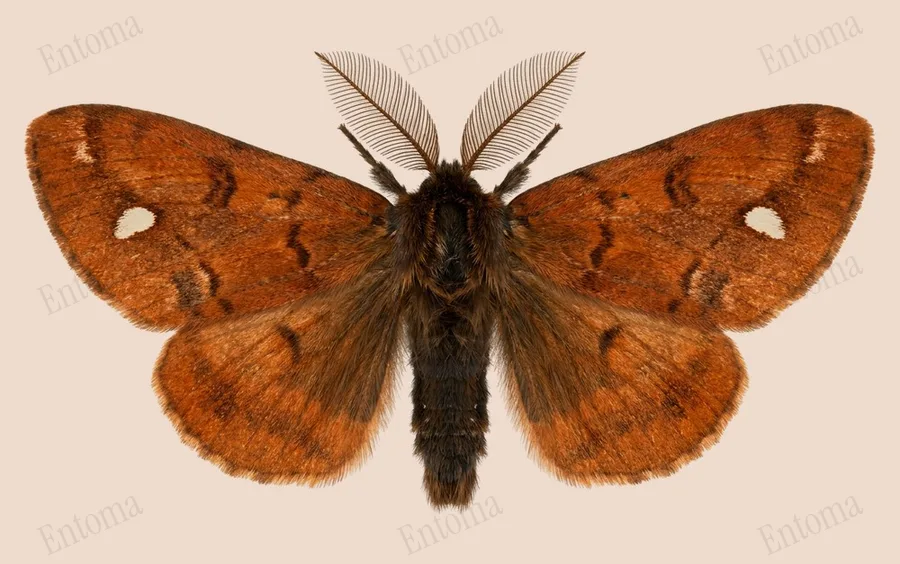 Vapourer, Orgyia antiqua, plate