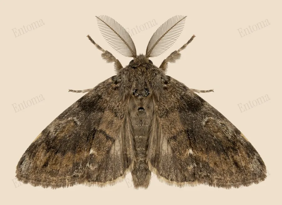 White-marked tussock moth, Orgyia leucostigma, plate