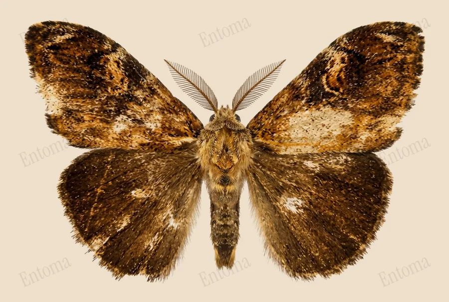 Orgyia postica, Orgyia postica, lámina