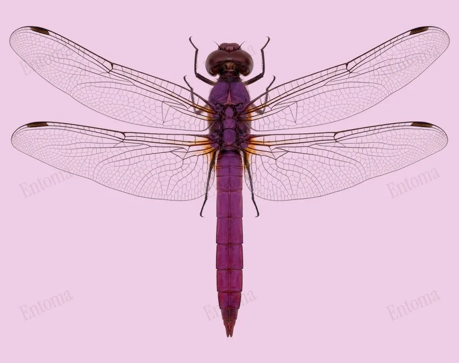 Orthemis ferruginea, Orthemis ferruginea, levha