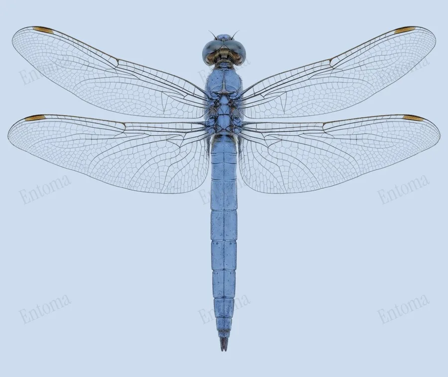 Southern skimmer, Orthetrum brunneum, plate