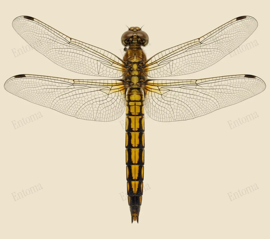 Black-tailed skimmer, Orthetrum cancellatum, plate