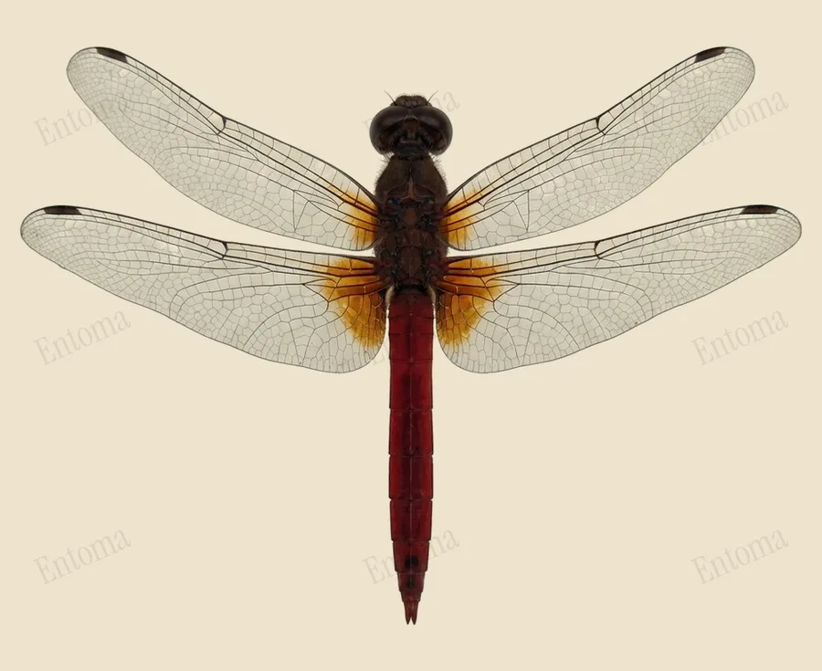 Orthetrum chrysis, Orthetrum chrysis, tavola
