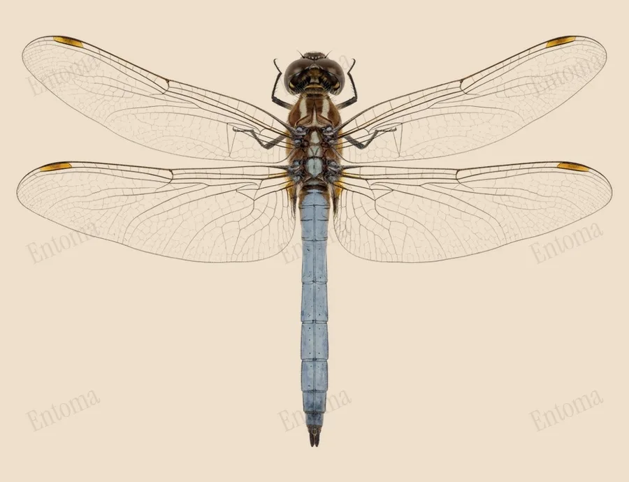 Keeled skimmer, Orthetrum coerulescens, plate