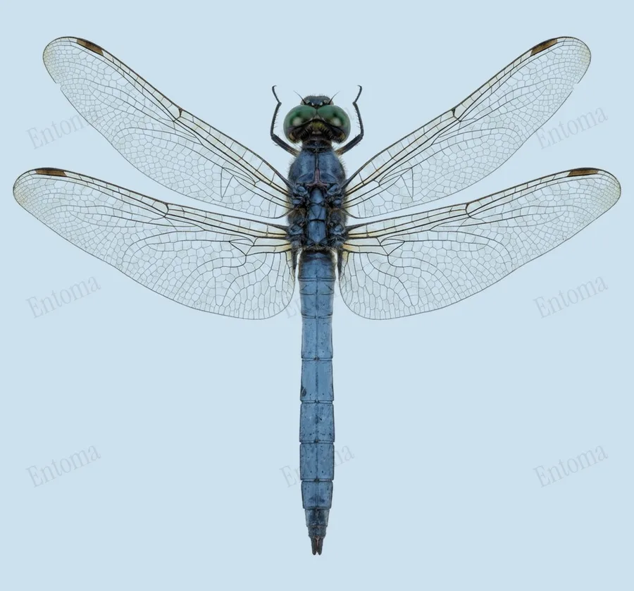 Orthetrum glaucum, Orthetrum glaucum, lámina