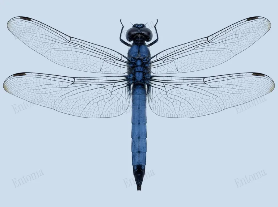 Orthetrum melania, Orthetrum melania, levha