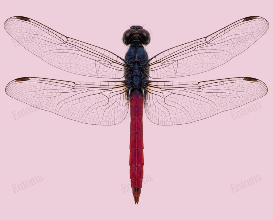 Orthetrum pruinosum, Orthetrum pruinosum, Tafel