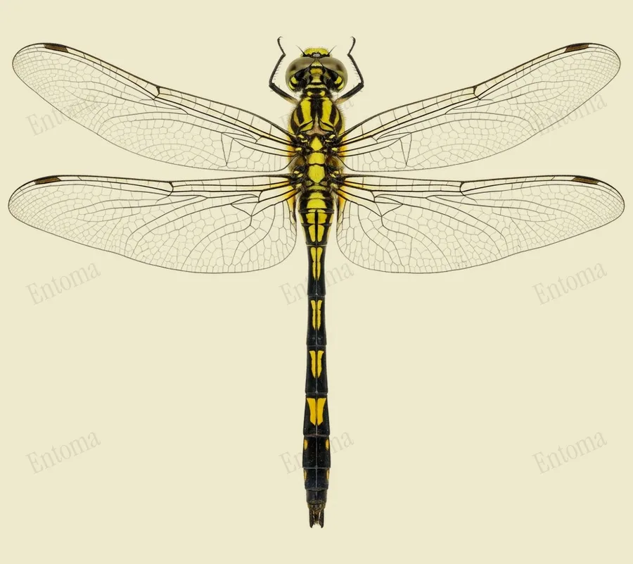 Orthetrum sabina, Orthetrum sabina, levha