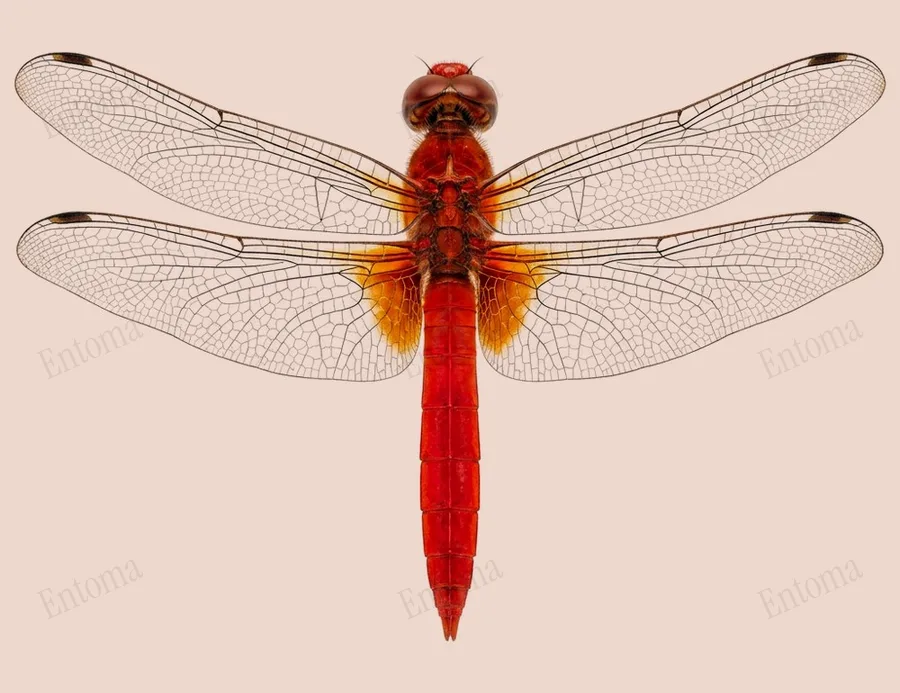 Orthetrum testaceum, Orthetrum testaceum, planche