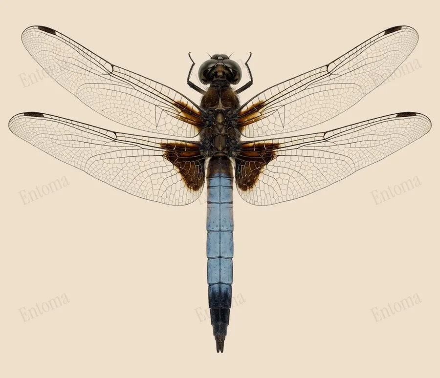 Orthetrum triangulare, Orthetrum triangulare, tavola