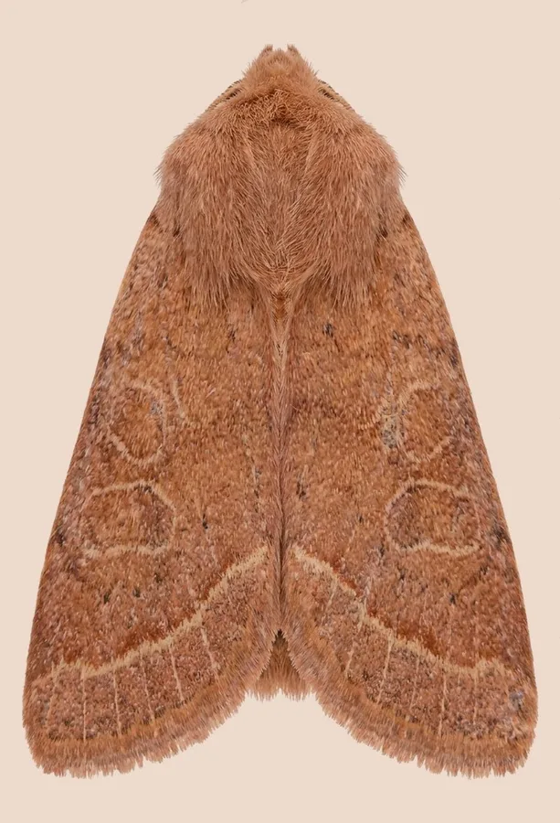 Common quaker, Orthosia cerasi, plate