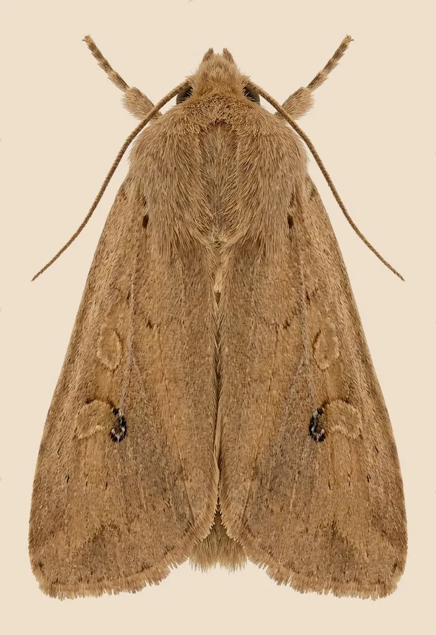 Small quaker, Orthosia cruda, plate