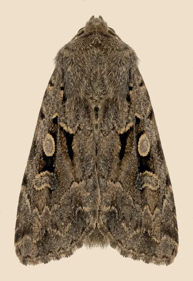 Hebrew character, Orthosia gothica, plate