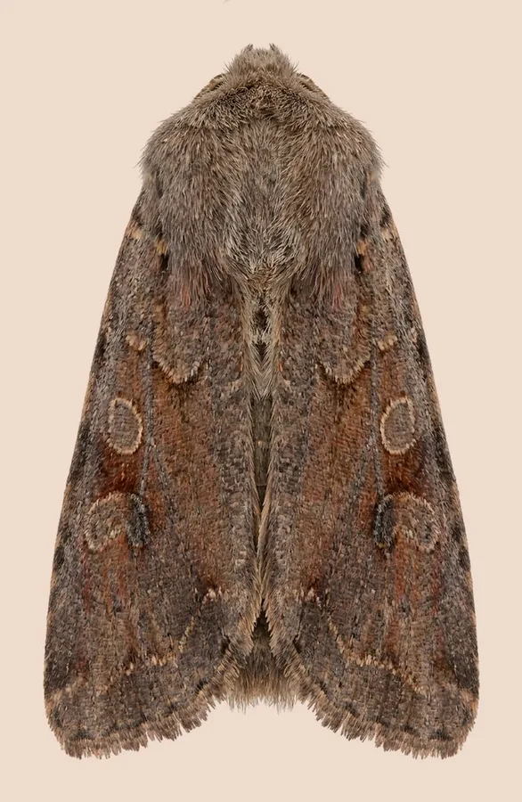 Clouded drab, Orthosia incerta, plate