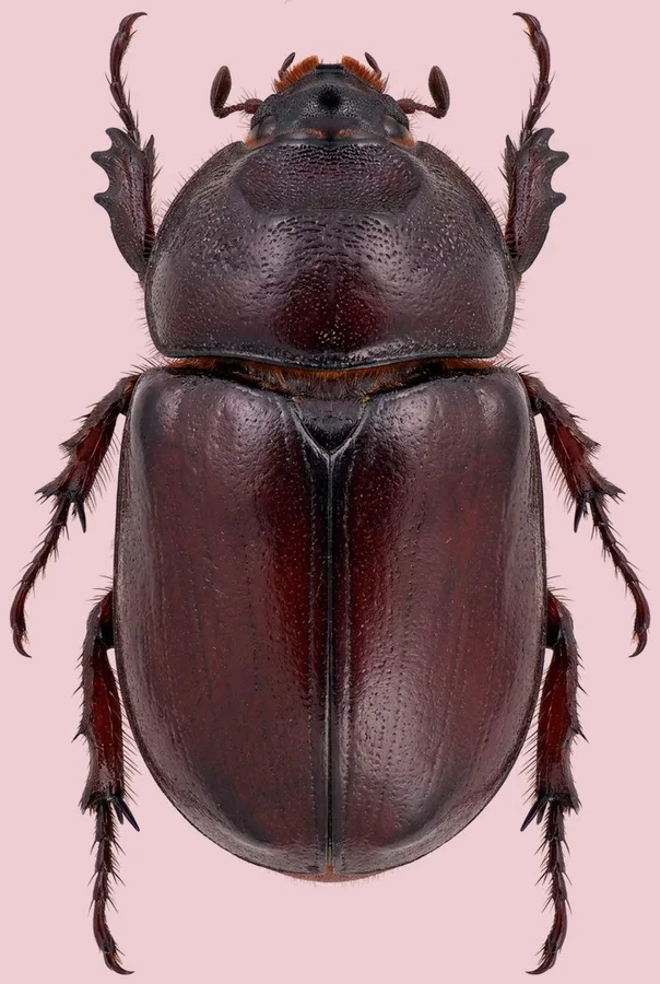 European rhinoceros beetle, Oryctes nasicornis, plate