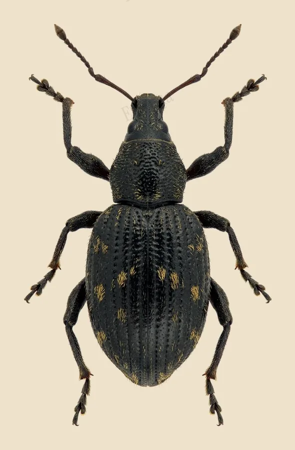 Black vine weevil, Otiorhynchus sulcatus, plate