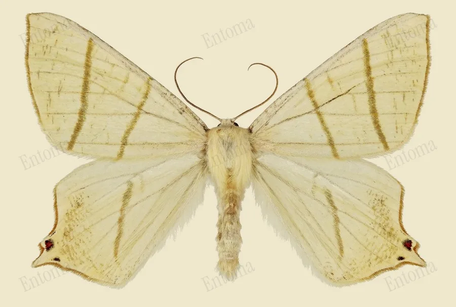 Swallow-tailed moth, Ourapteryx sambucaria, plate