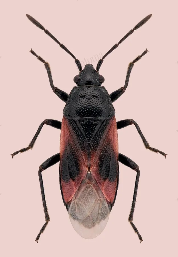 Lime seed bug, Oxycarenus lavaterae, plate