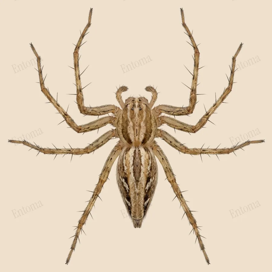 낯표스라소니거미(Oxyopes sertatus) 도판