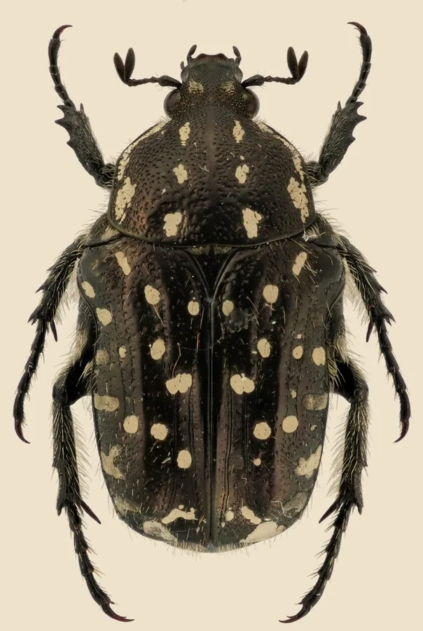 Mediterranean spotted chafer, Oxythyrea funesta, plate