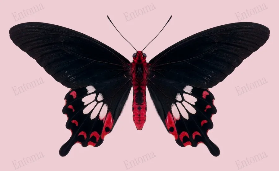 Pachliopta aristolochiae, Pachliopta aristolochiae, levha