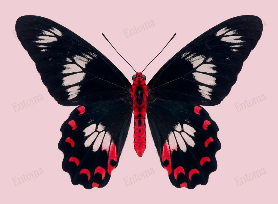 Pachliopta hector, Pachliopta hector, plaat