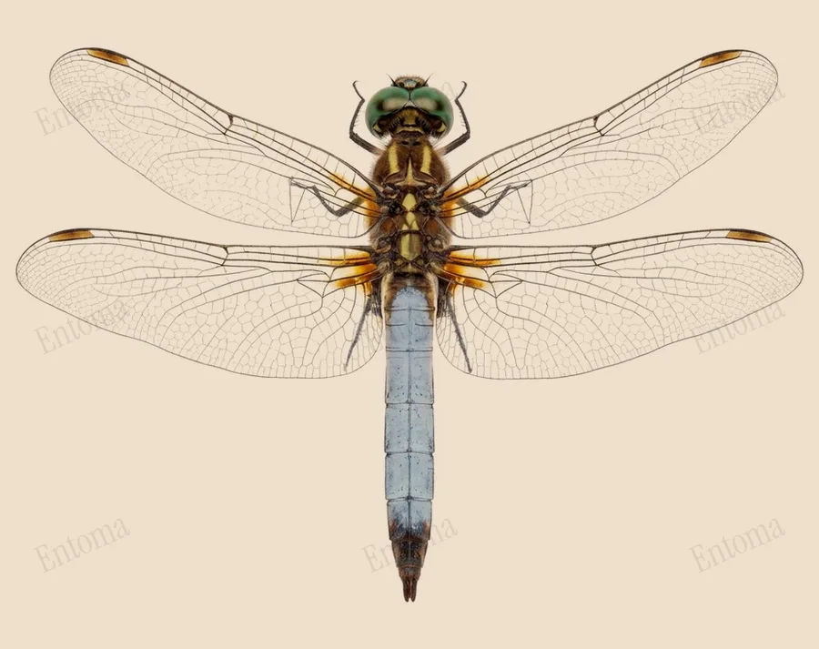 Blue dasher, Pachydiplax longipennis, plate