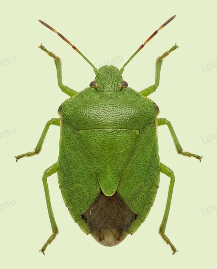 Punaise verte des bois, Palomena prasina, planche