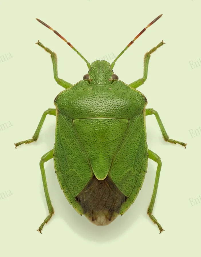 Green shield bug, Palomena prasina, plate