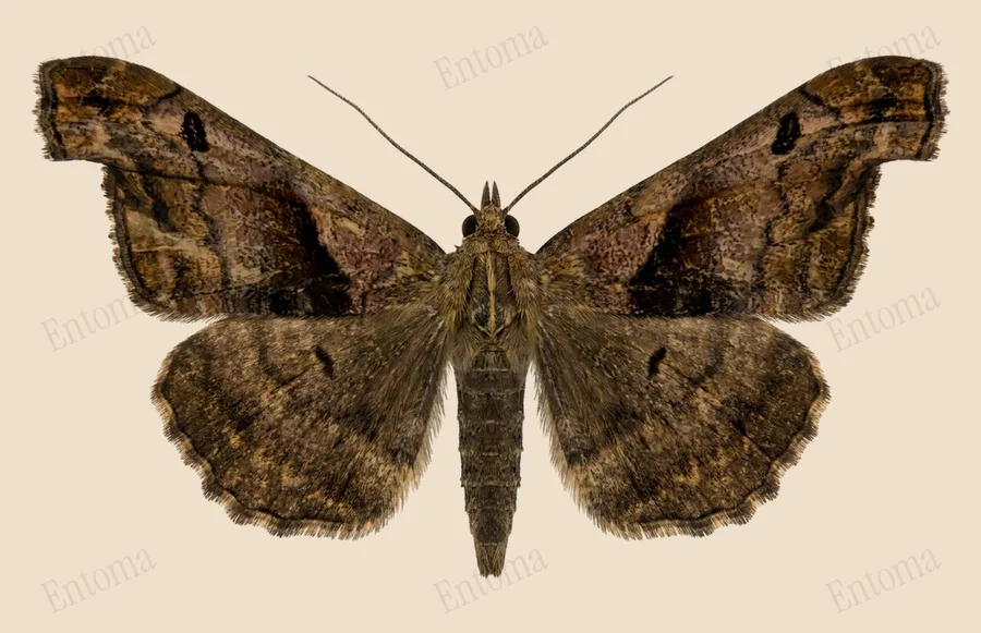 Palthis angulalis（Palthis angulalis）の図版