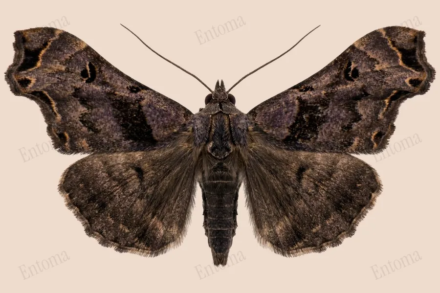 Palthis asopialis, Palthis asopialis, levha