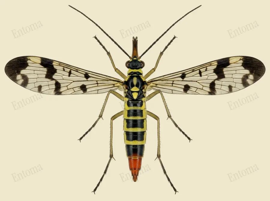 Common European scorpionfly, Panorpa communis, plate