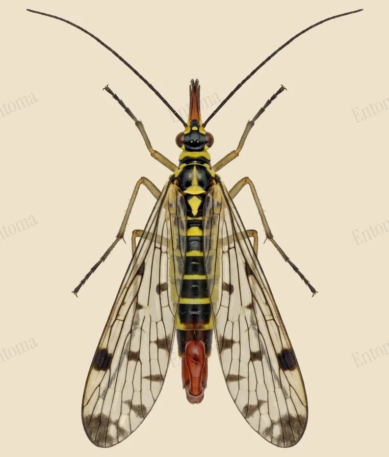 German scorpionfly, Panorpa germanica, plate