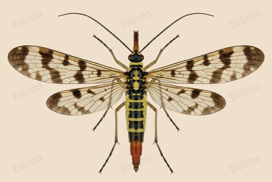 Meadow scorpionfly, Panorpa vulgaris, plate