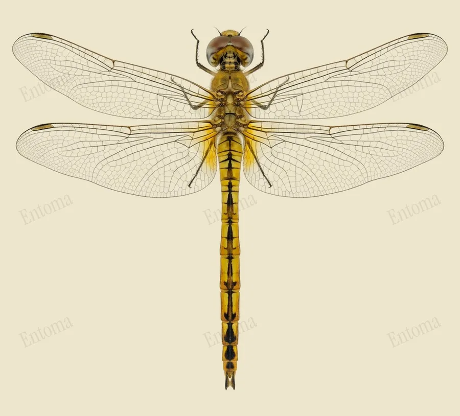 Wereldzwerver, Pantala flavescens, plaat