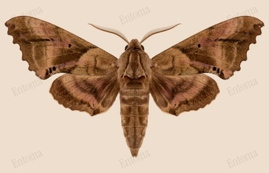 Paonias excaecata, Paonias excaecata, levha