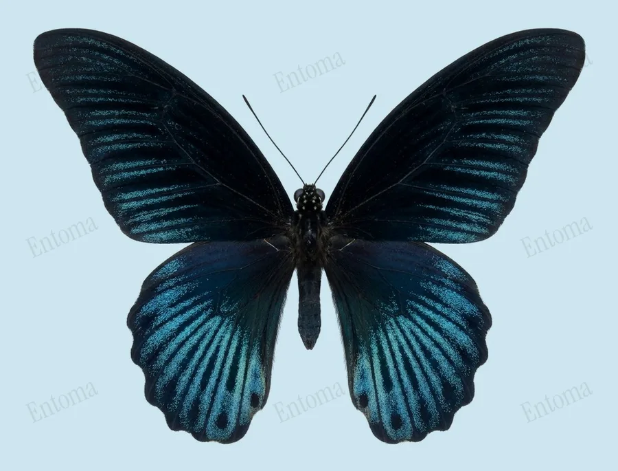 Papilio agenor, Papilio agenor, tavola