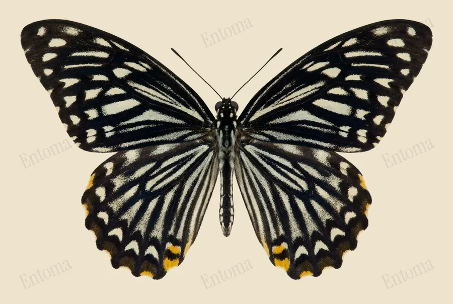 Papilio clytia, Papilio clytia, plaat