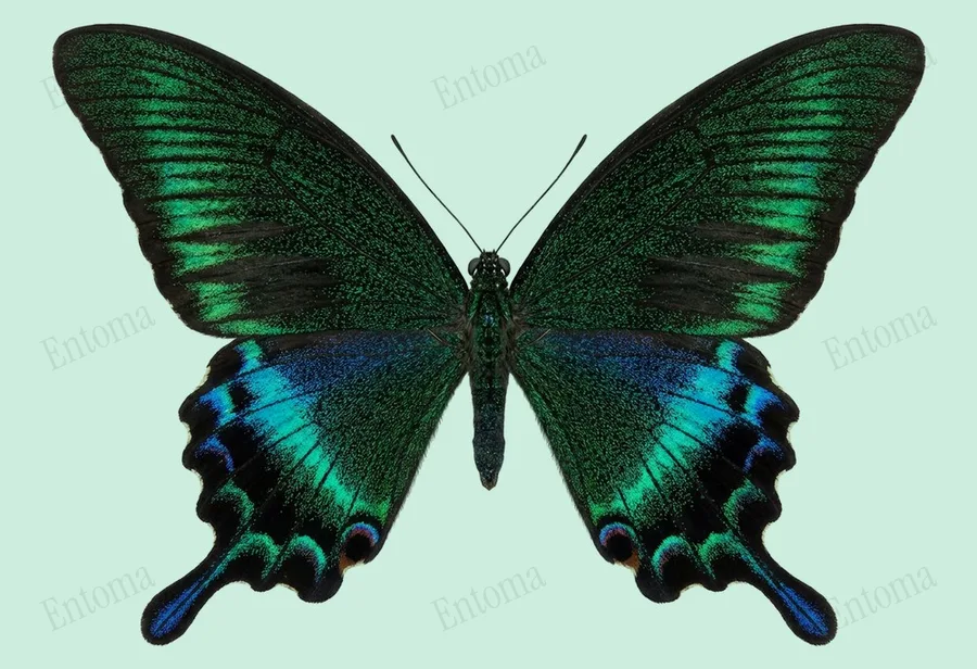 Papilio dehaanii, Papilio dehaanii, tavola